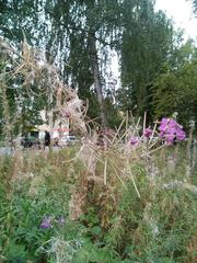 Chamaenerion angustifolium