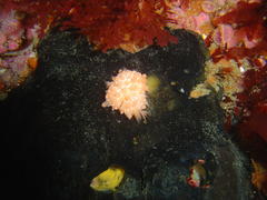 Alcyonium