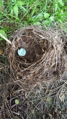 Turdus merula
