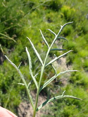 Pelargonium dipetalum