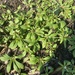 photo of Green Carpetweed (Mollugo verticillata)