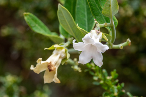 iNaturalist observation photo of Moth Vine