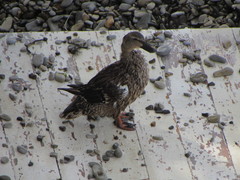 Anas platyrhynchos