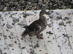 Anas platyrhynchos