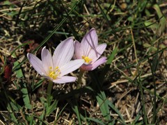 Colchicum autumnale