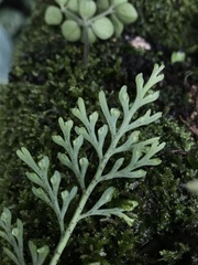 Asplenium theciferum