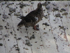Anas platyrhynchos