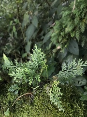 Asplenium theciferum