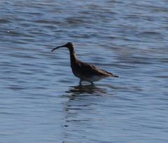 Numenius phaeopus phaeopus