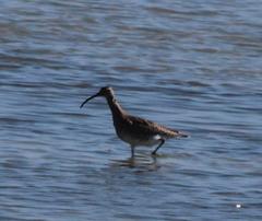 Numenius phaeopus phaeopus