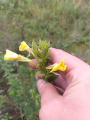 Oenothera paradoxa