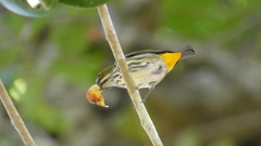 Dicaeum chrysorrheum chrysochlore