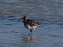 Numenius phaeopus phaeopus