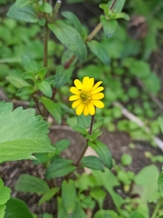 Melampodium montanum