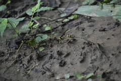 Phimenes flavopictus flavopictus