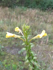 Oenothera paradoxa