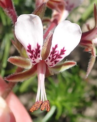 Pelargonium dipetalum