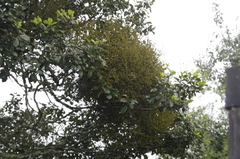 Viscum tuberculatum