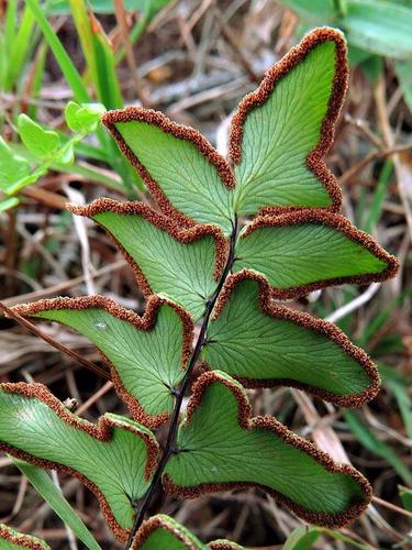 Cheilanthes viridis var. viridis image