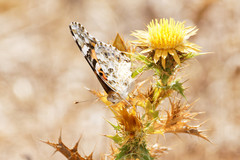 Vanessa cardui