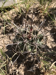 Sclerocactus cloverae