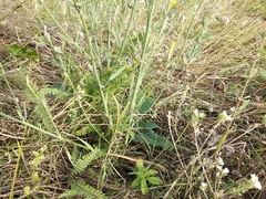 Chondrilla latifolia