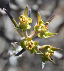 Euphorbia quadrata