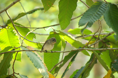 Muscicapa dauurica dauurica