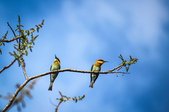 Merops leschenaulti leschenaulti