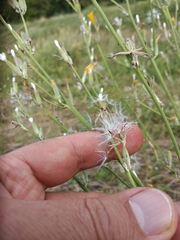 Chondrilla latifolia