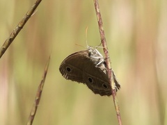 Stegosatyrus periphas