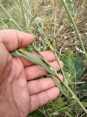 Chondrilla latifolia