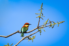 Merops leschenaulti leschenaulti