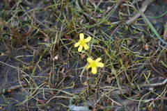 Ranunculus reptans