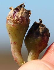 Mesembryanthemum canaliculatum