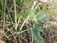 Chondrilla latifolia