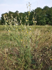 Chondrilla latifolia