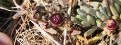 Mesembryanthemum canaliculatum