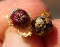 Mesembryanthemum canaliculatum