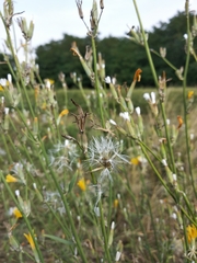 Chondrilla latifolia