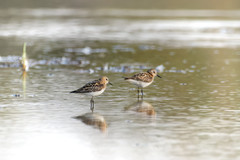 Calidris minuta