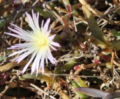 Mesembryanthemum canaliculatum