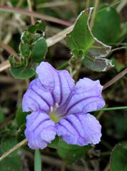 Ruellia stenophylla