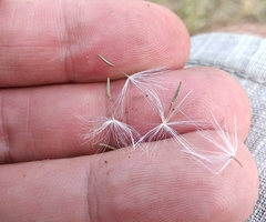 Chondrilla latifolia