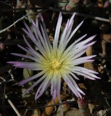 Mesembryanthemum canaliculatum