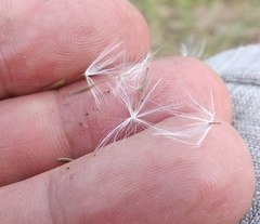 Chondrilla latifolia