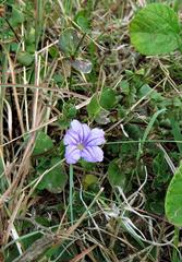 Ruellia stenophylla