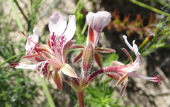 Pelargonium dipetalum