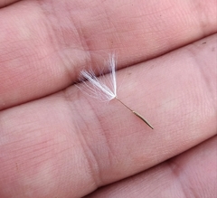 Chondrilla latifolia