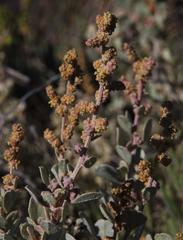 Atriplex vestita